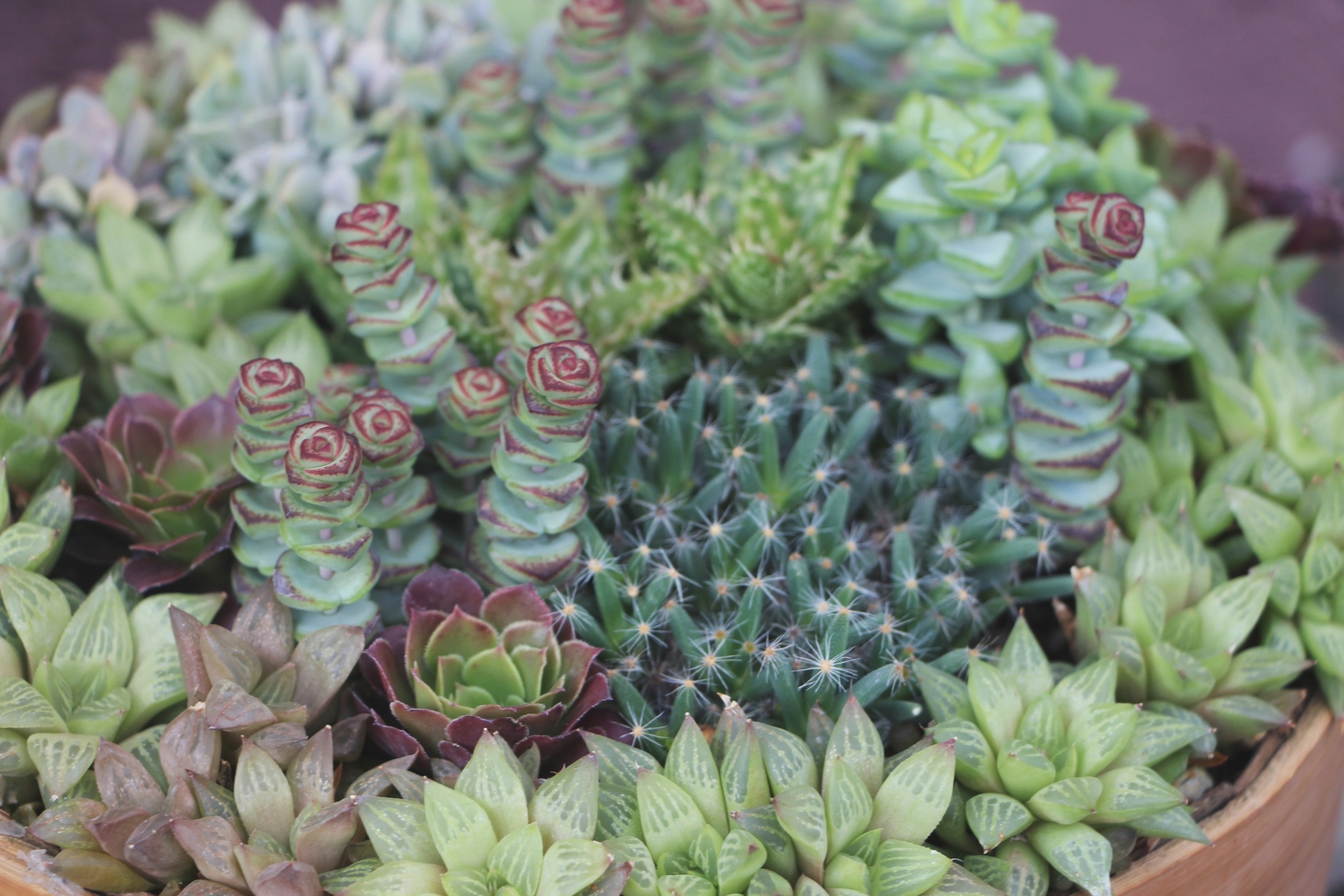Succulent Cafe Oceanside via Needles + Leaves